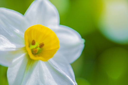 水仙花