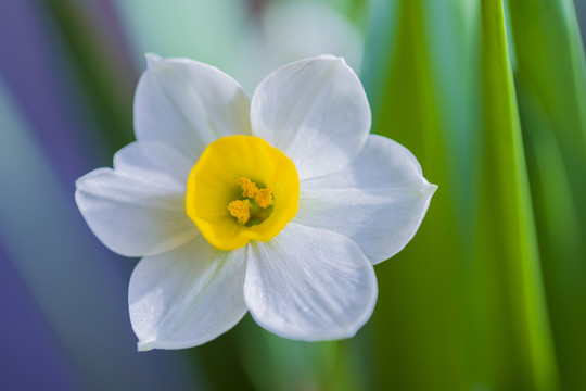 水仙花