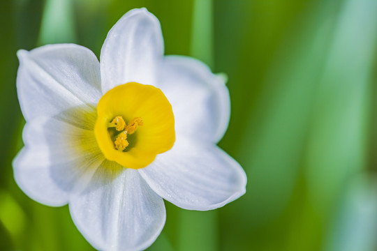 水仙花