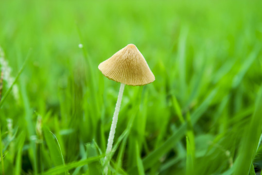 草坪里的小蘑菇