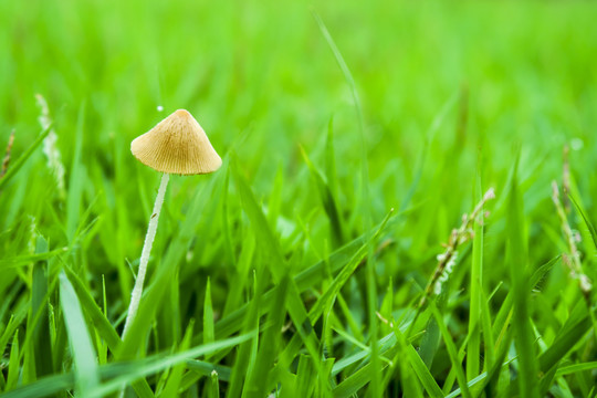 草坪里的小蘑菇
