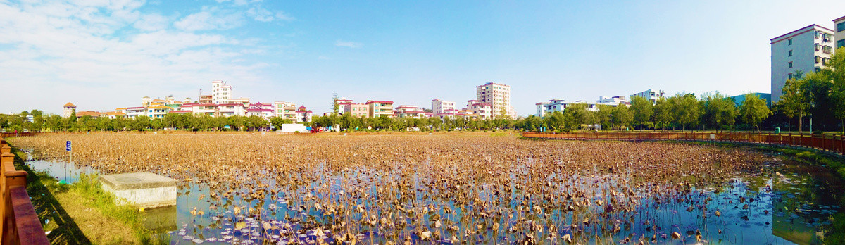 虎门白沙公园荷塘风景