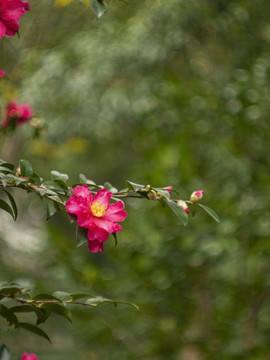 红色山茶花