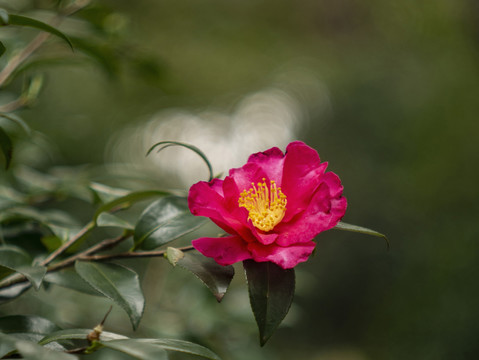 山茶花