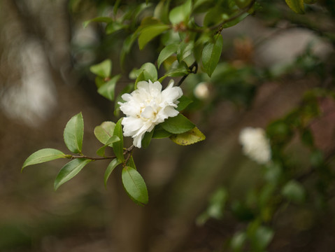 山茶花