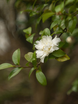 白色山茶花