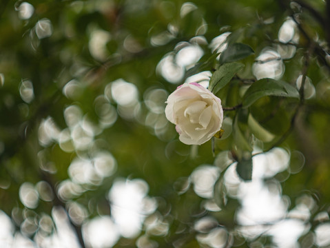 白色山茶花