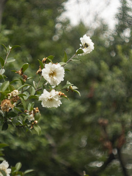 山茶花