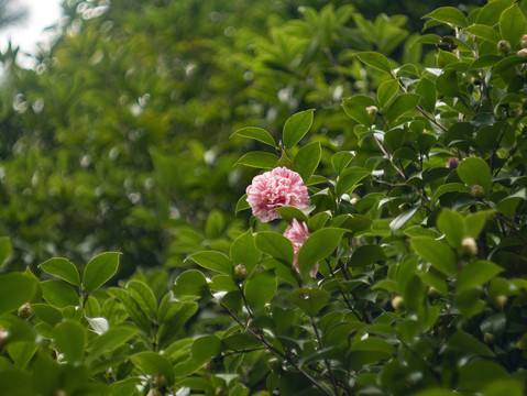 山茶花