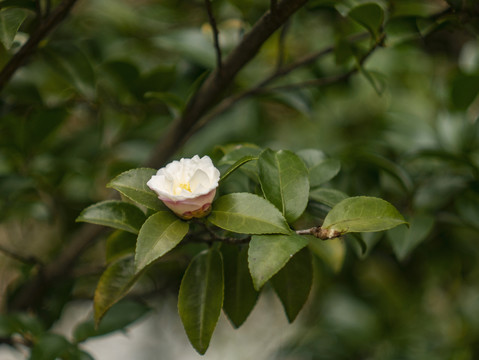 白色山茶花