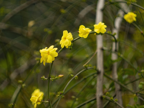 迎春花