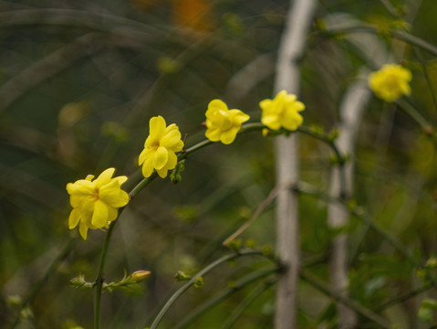 迎春花