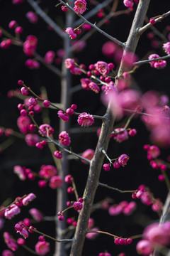 梅花枝