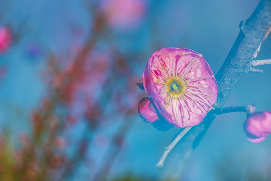 初春花卉