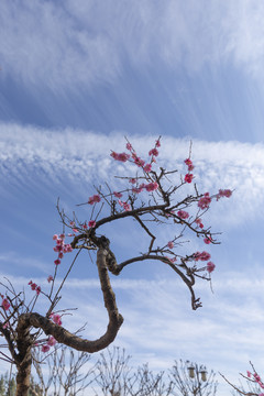 蓝天与梅花