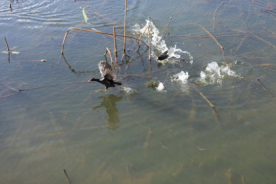 池塘里的黑水鸡