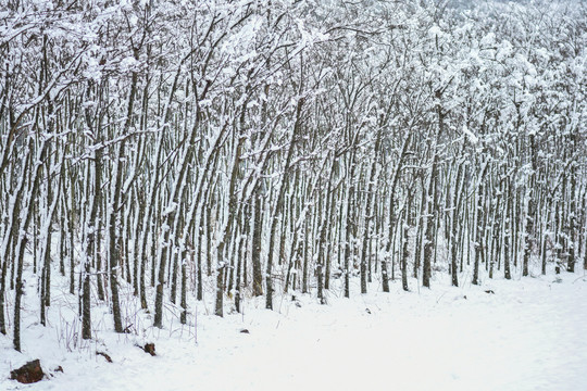 云南冰雪风光