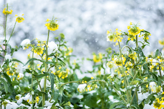 冰雪中的油菜花