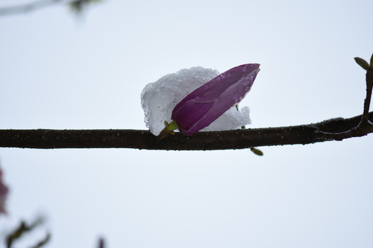 冰雪中的玉兰花