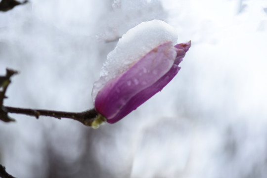 冰雪中的玉兰花