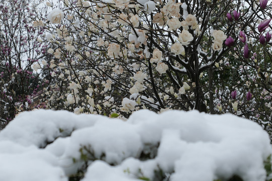 冰雪中的玉兰花