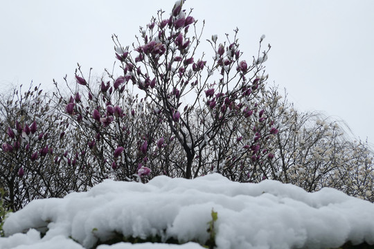 冰雪中的玉兰花