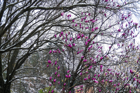 冰雪中的玉兰花