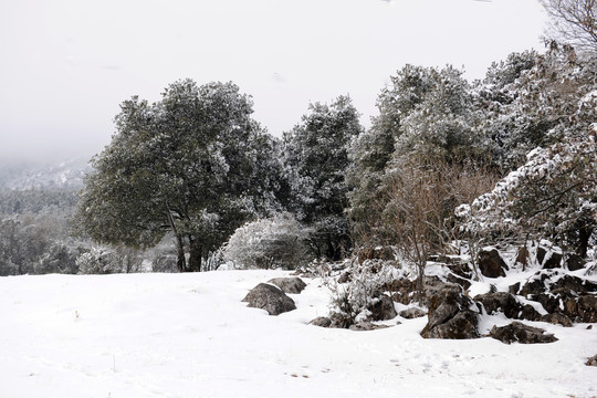 寻甸雪