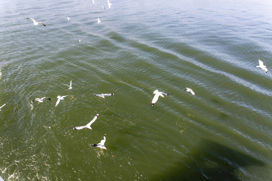 洱海海鸥