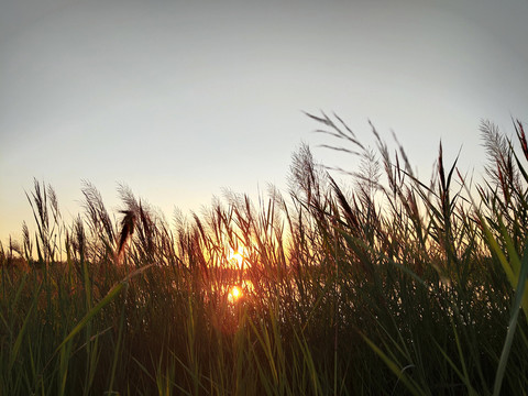 芦苇夕阳