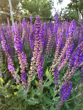 蓝花鼠尾草兰花鼠尾草薰衣草