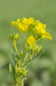 油菜花特写手机壁纸