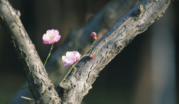 梅花