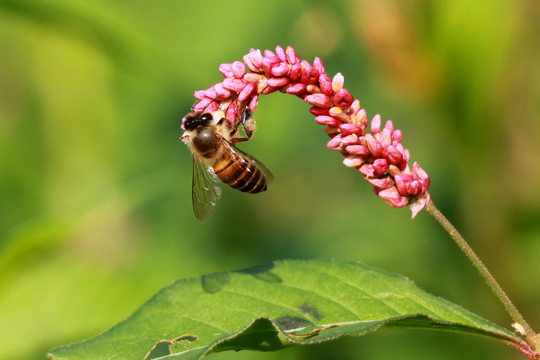 蜜蜂采花