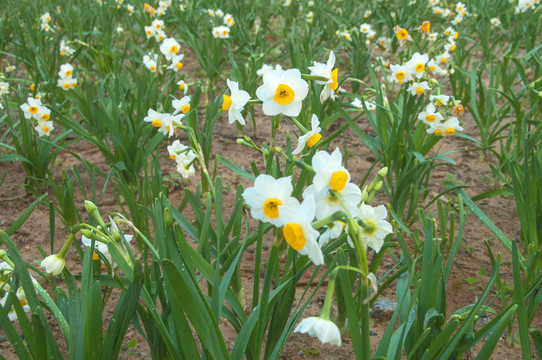 漳州市花水仙花