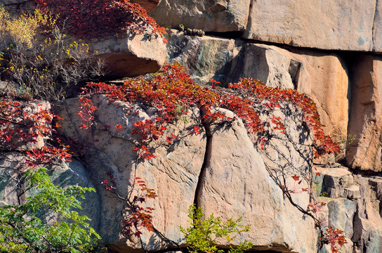 崂山岩石上的红叶