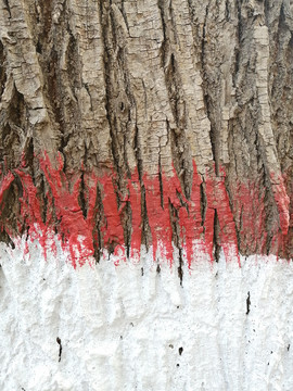 树皮木纹纹理背景图