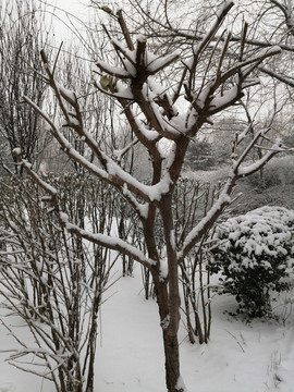 北方冬季白雪雪景