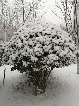 北方冬季白雪雪景