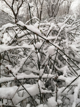 北方冬季白雪雪景