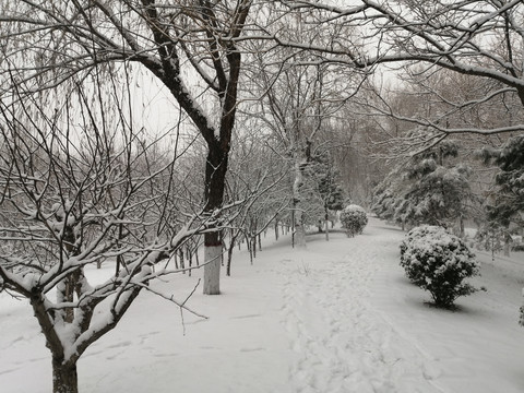 北方白雪雪景图