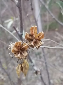 秋天植物