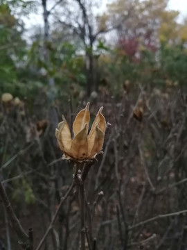 秋天植物