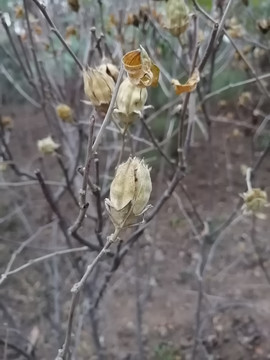 秋天植物