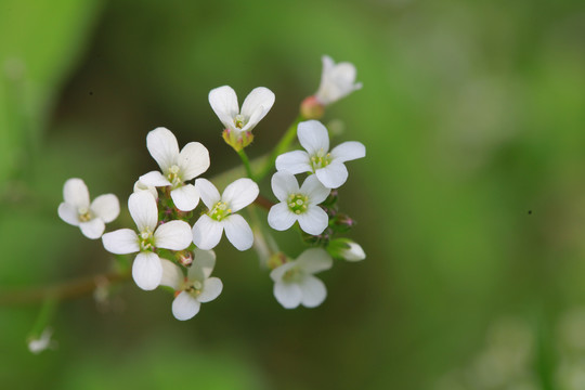 碎米荠