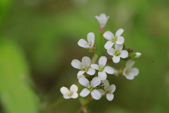 碎米荠