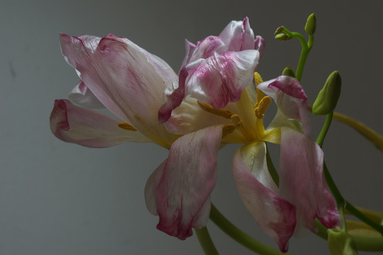 郁金香花卉