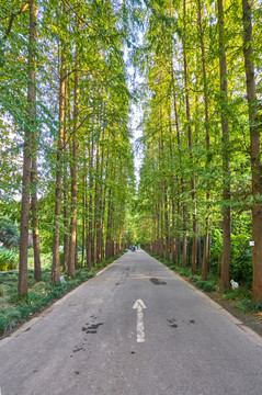 水杉林荫路