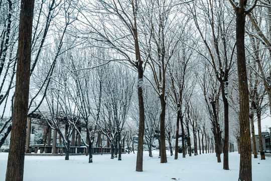 雪后树林