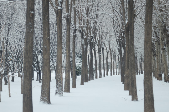 雪后森林